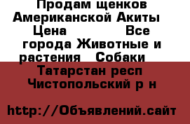 Продам щенков Американской Акиты › Цена ­ 25 000 - Все города Животные и растения » Собаки   . Татарстан респ.,Чистопольский р-н